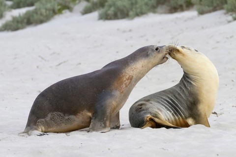 Australian sea lion