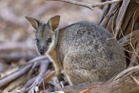 Tammar wallaby