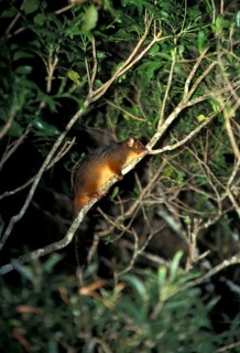 Common ringtail possum