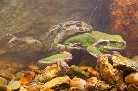 Common Parsley Frog