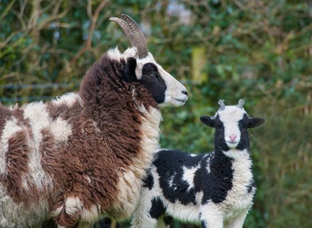 Domestic sheep