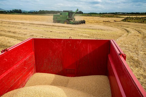 Barley