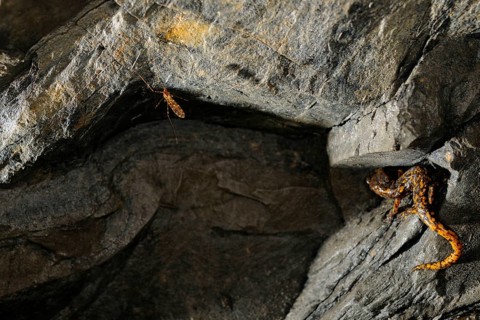 Strinati's Cave Salamander