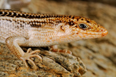 Socotra Skink