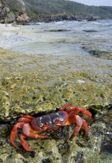 Christmas island red crab