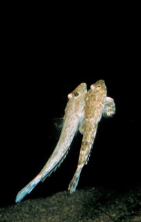 Common dragonet