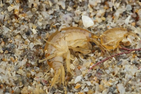 Amphipod