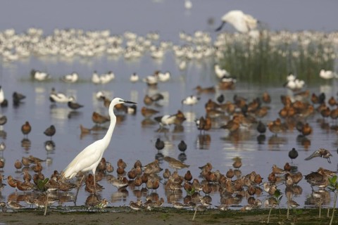 Great White Egret