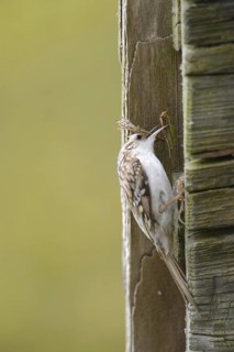 Eurasian treecreeper