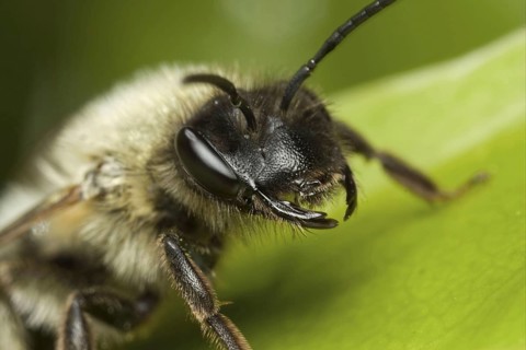 Mining Bee