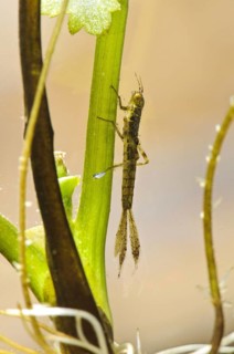 Blue-tailed damselfly