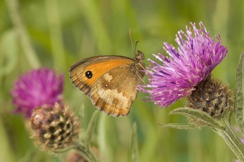 Maniola tithonus