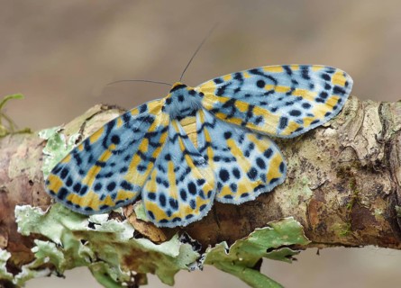 Bow butterfly