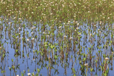 Bogbean