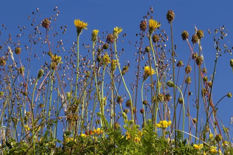 Common quaking-grass