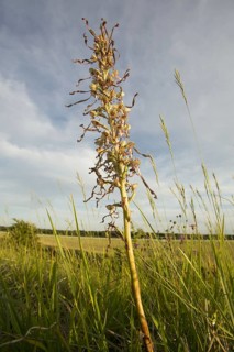 Lizard Orchid