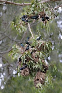 Adult metallic starling