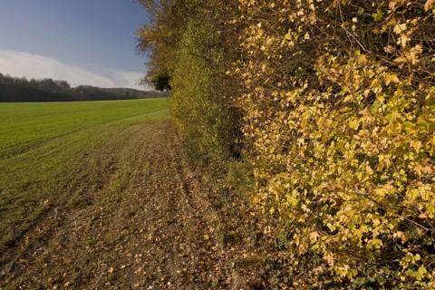 Leaves of field maple