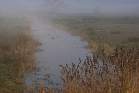 Mist shrouded freshwater dyke with Eurasian Wigeon