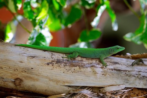 Seychelles giant day gecko