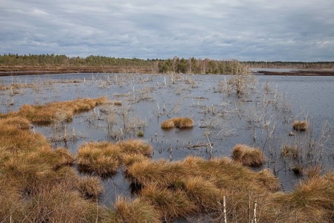 Moorland
