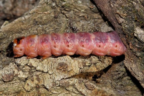 Goat moth