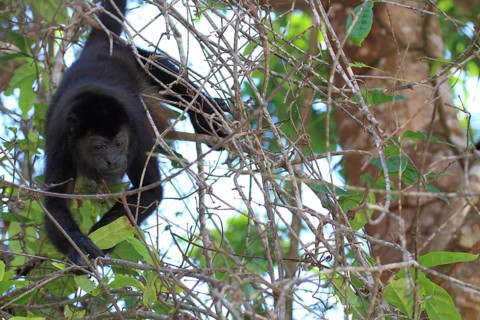 Mantled howler monkey