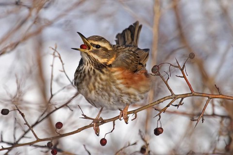 Redwing