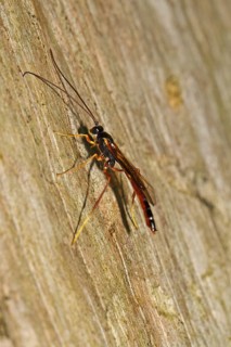 Sickle wasp