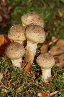 Honey yellow honey fungus