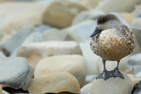 Patagonian crested duck