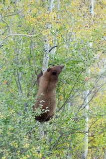 American Black Bear