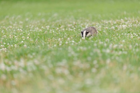 Eurasian Badger