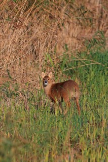 Chinese water deer