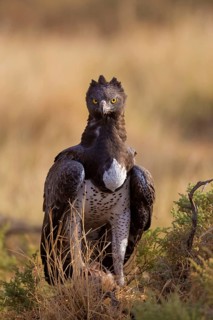 Martial eagle