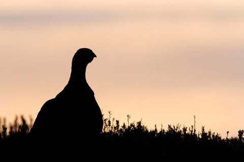 Red Grouse