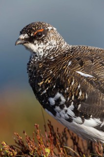 Rock ptarmigan