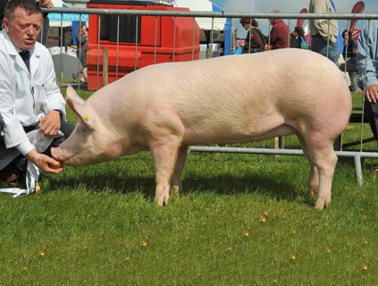 Domestic pig