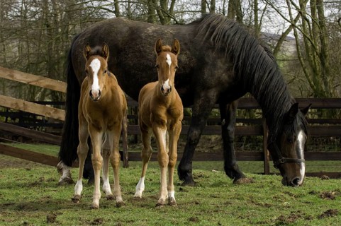 Horse