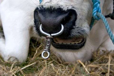 Domestic cattle