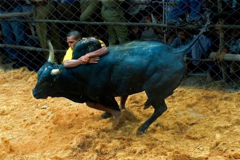 Domestic cattle