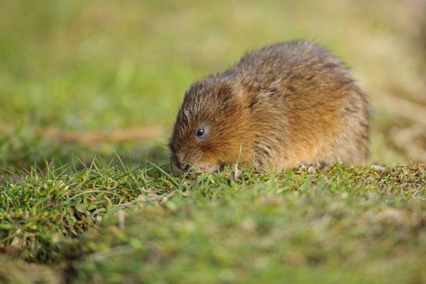 Eastern vole