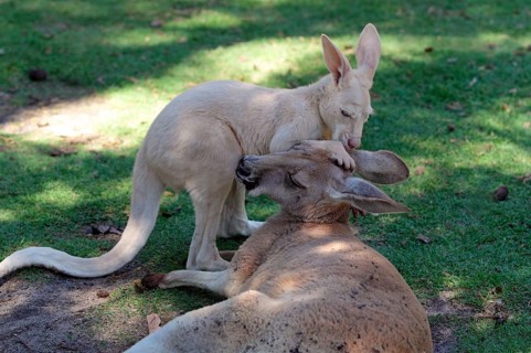 Red kangaroo