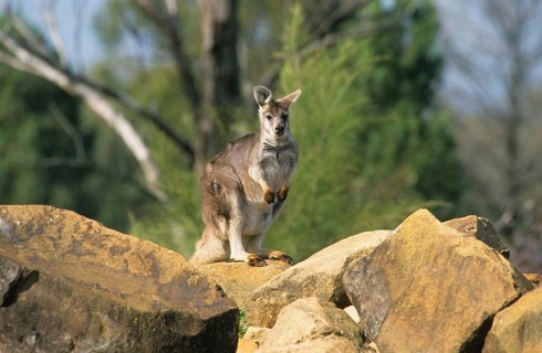 Common wallaroos