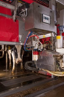 Dairy farming