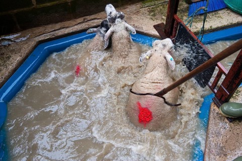 Sheep farming