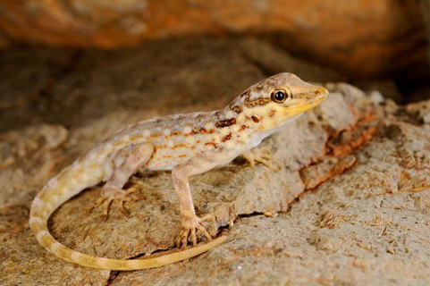 Samha Rock Gecko