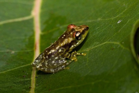 Madagascar frog