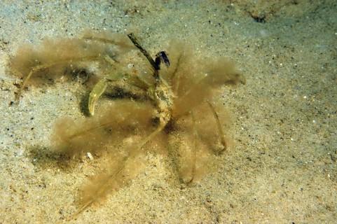 Ghost crab
