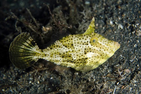 Strapweed Filefish